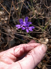 Delphinium ajacis