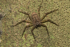 Siamspinops formosensis