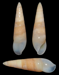 Melanella teinostoma