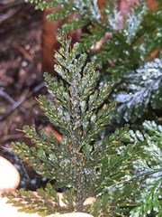 Trichomanes obscurum