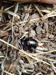 Stenopelmatus minor