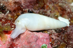 Melanella teinostoma