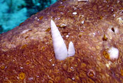 Melanella teinostoma