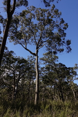 Eucalyptus angophoroides