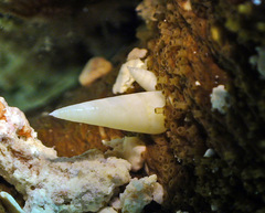 Melanella teinostoma