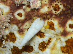 Melanella teinostoma