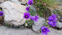 Campanula alpestris