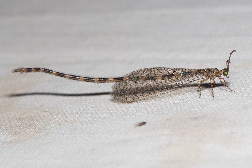 Clathroneuria schwarzi