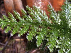 Trichomanes obscurum