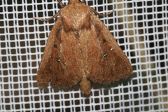 Lenisa geminipuncta