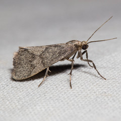 Cisthene faustinula