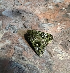 Xenotrachea irrorata