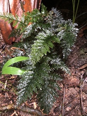 Trichomanes obscurum