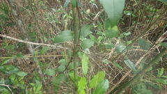 Clematis mauritiana