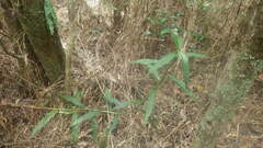 Coleotrype madagascarica