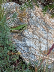 Epipodisma pedemontana