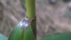 Coleotrype madagascarica