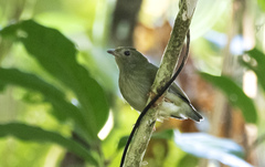Chiroxiphia pareola