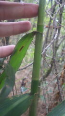 Coleotrype madagascarica