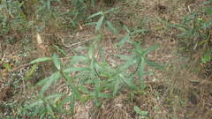 Coleotrype madagascarica