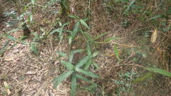 Coleotrype madagascarica