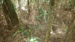 Coleotrype madagascarica