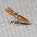 Lithocolletinae - Photo (c) Ken-ichi Ueda, algunos derechos reservados (CC BY), uploaded by Ken-ichi Ueda