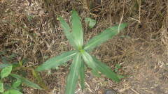 Coleotrype madagascarica