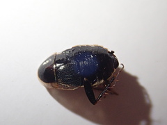 Phyllodromica megerlei