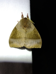 Dirphiopsis wanderbilti