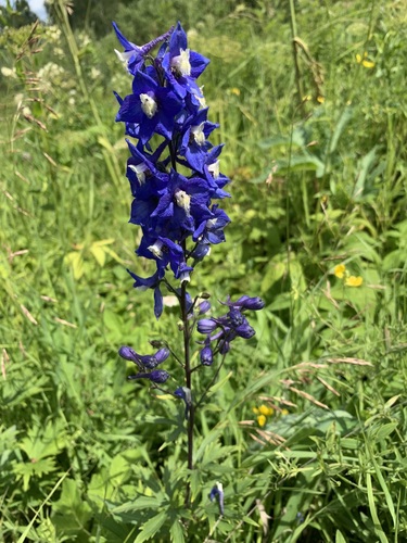 Image of Delphinium cultorum by (c) Valerii Glazunov, some rights reserved (CC BY)