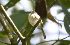 Hemitriccus griseipectus