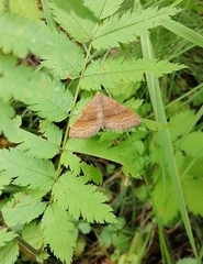 Scotopteryx chenopodiata