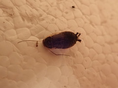 Phyllodromica megerlei