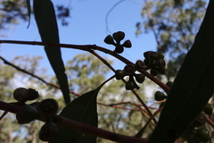 Eucalyptus angophoroides