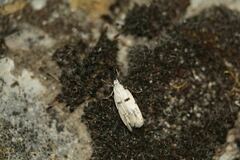 Stibaromacha ratella