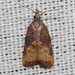 Omnivorous Leafroller Moth - Photo (c) Ken-ichi Ueda, some rights reserved (CC BY), uploaded by Ken-ichi Ueda