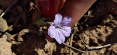 Ruellia erythropus