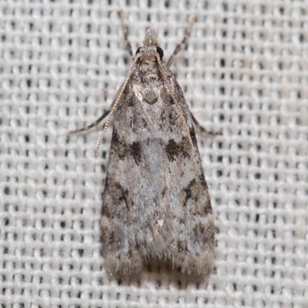 Scoparia palloralis