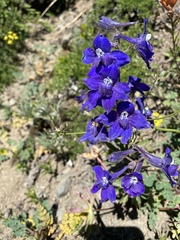 Delphinium glareosum