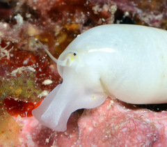 Melanella teinostoma