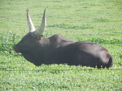Bos indicus × taurus