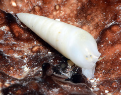 Melanella teinostoma