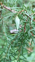 Oligotrophus juniperinus