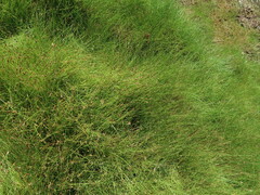 Eleocharis baldwinii