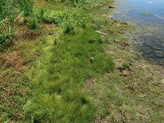 Eleocharis baldwinii