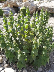 Urtica hyperborea