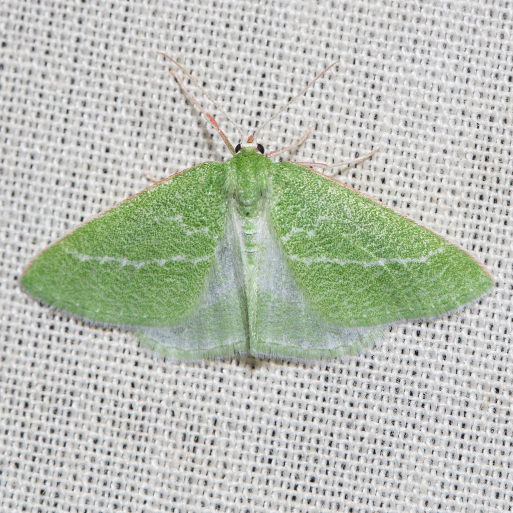 Synchlora faseolaria
