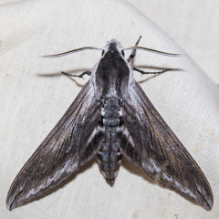 Sphinx perelegans