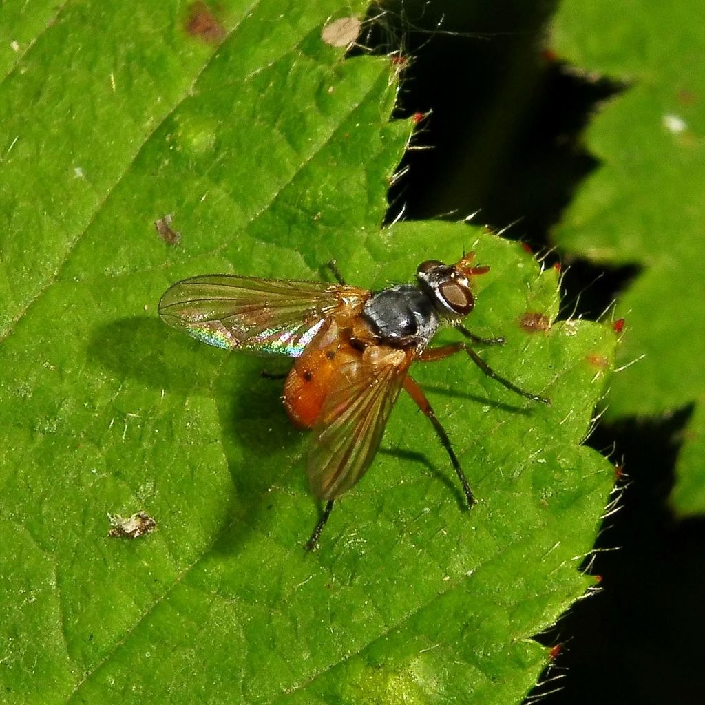 Subclytia
